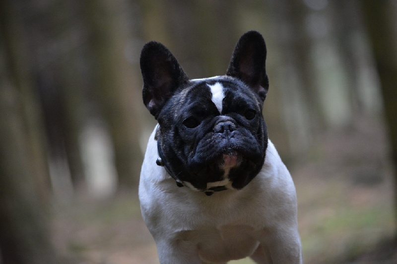 Orgueil et prejugés Des Petits Frenchies