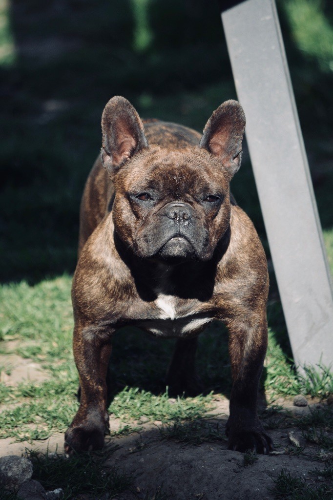 Que linda eres Des Petits Frenchies